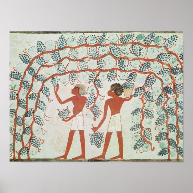 Poster La cueillette de raisins, du tombeau de Nakht (Devant)