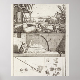 Poster La culture du coton, du 'Encyclopedia
