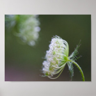 Poster La dentelle de la reine Anne