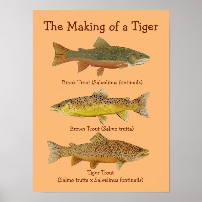 Poster La fabrication d'un tigre (Devant)