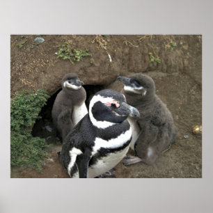 Poster La famille des pingouins
