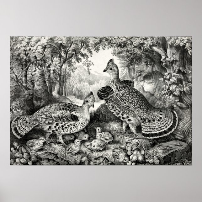 Poster La Famille Heureuse - Grouse et Jeune Ruffed - 186 (Devant)