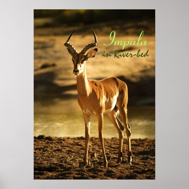 Poster La faune africaine Impala dans le lit de la rivièr (Devant)