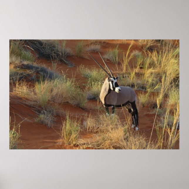 Poster La faune africaine Oryx Antelope Dune Savannah (Devant)