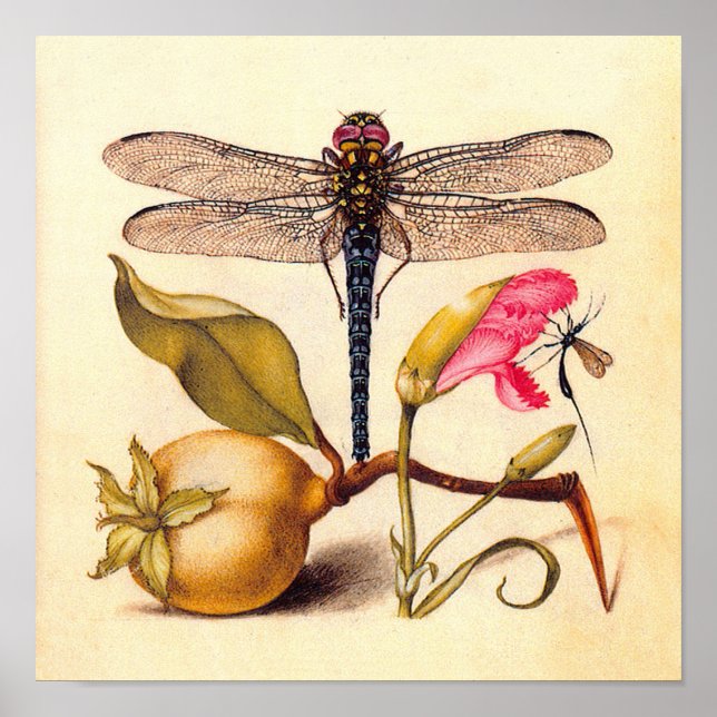 Poster La faune de la libellule (Devant)