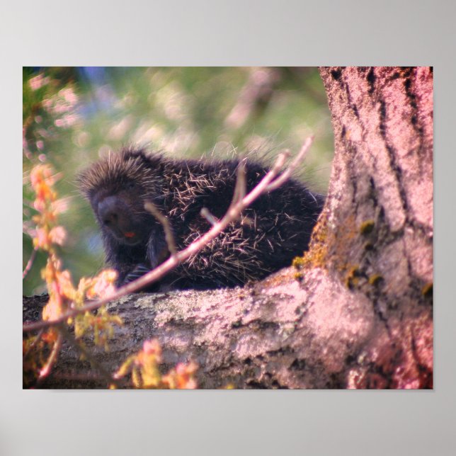 Poster La faune de la Porcupine (Devant)