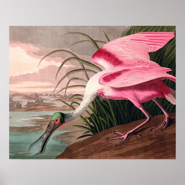 Poster La faune des oiseaux d'Audubon de Spoonbill Roseat (Devant)