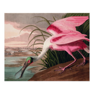 Poster La faune des oiseaux d'Audubon de Spoonbill Roseat