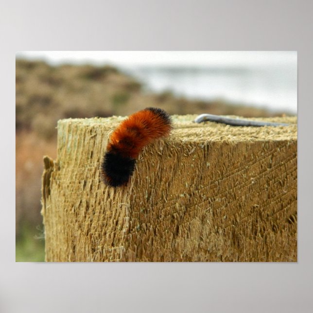 Poster La fausse chenille (Devant)