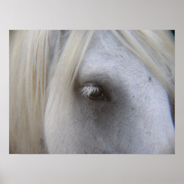 Poster La ferme de Stonecreek Ponies tombés - Alyssum-OEi (Devant)
