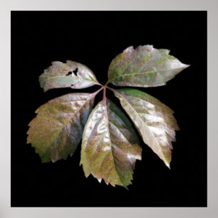 Poster la feuille rouillée