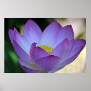 Poster La fleur de Lotus et sa signification