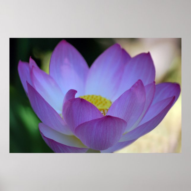Poster La fleur de Lotus et sa signification (Devant)
