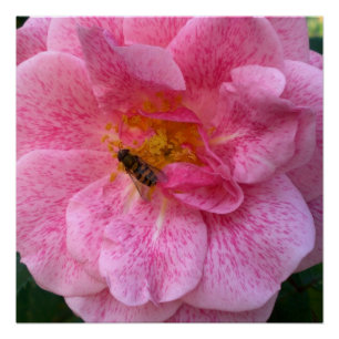 Poster La fleur rose fleurit douche de destin d'amour
