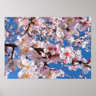 Poster La floraison du printemps