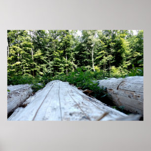 Poster La force de la forêt
