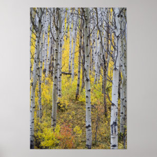 Poster La forêt d'Aspen dans la couleur de l'automne de