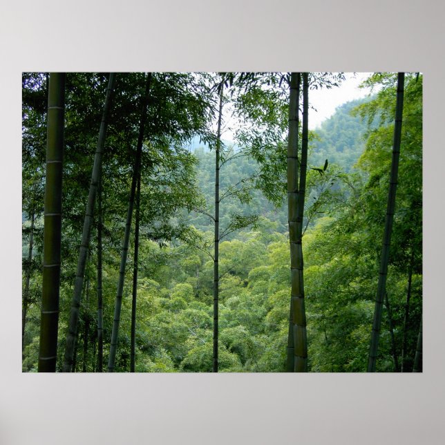 Poster La forêt de Bamboo (Devant)