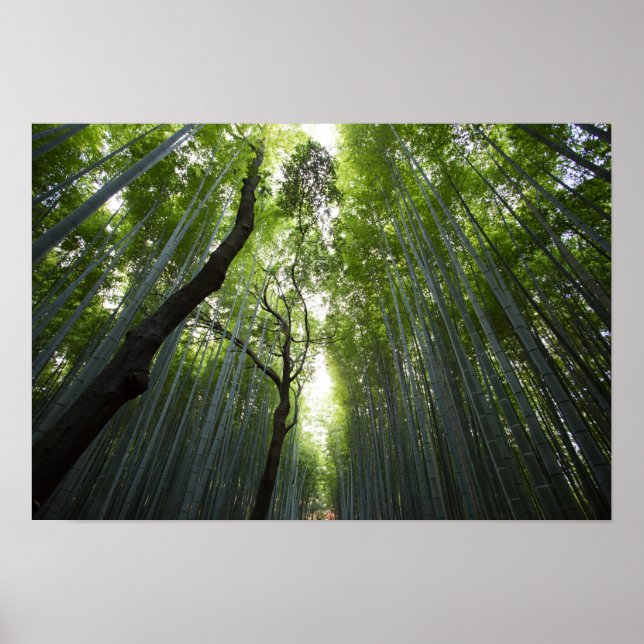 Poster La forêt de Bamboo (Devant)