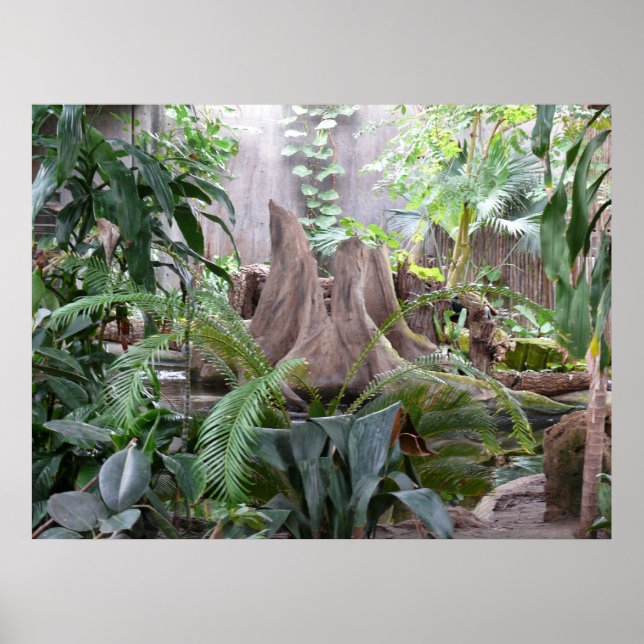 Poster La forêt tropicale (Devant)