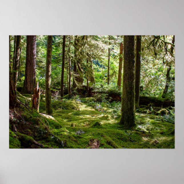 Poster La forêt tropicale de la péninsule olympique (Devant)
