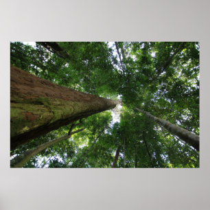 Poster La forêt tropicale indonésienne