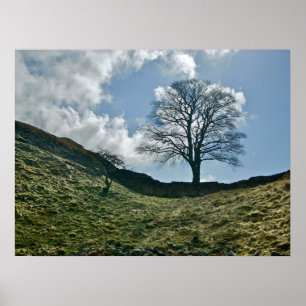 Poster La fracture d'Hadrien dans le mur, arbre Sycamore