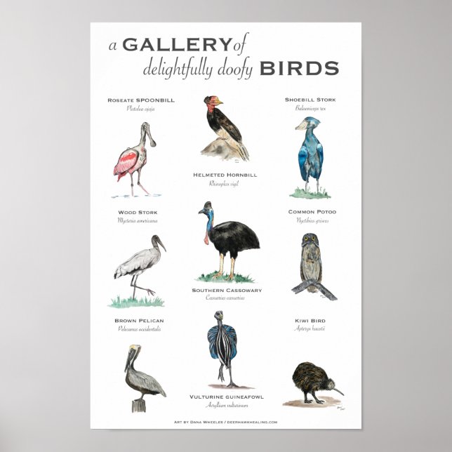 Poster La Galerie des Oiseaux délicieusement Doofy 11x17 (Devant)