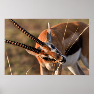 Poster La gazelle frôlent