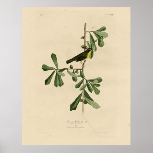 Poster La gorge jaune de Roscoe, les oiseaux d'Amérique d