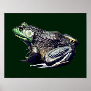 Poster La grande vieille nature de la grenouille taureau
