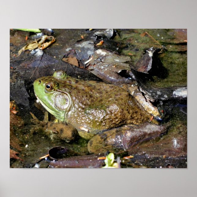 Poster La grande vieille nature de la grenouille taureau (Devant)
