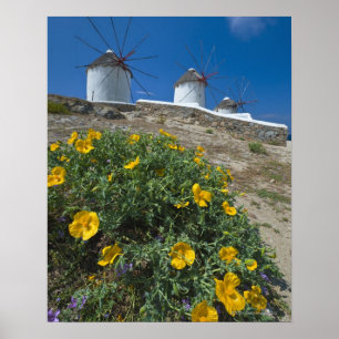 Poster La Grèce, îles de Cyclades, Mykonos, fleurit près
