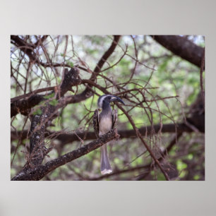 Poster La Hornbill africaine dans les branches