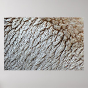 Poster La laine des moutons Abstraite nature