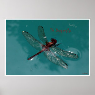 Poster La libellule