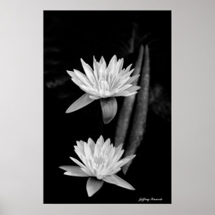 Poster La Lily de l'eau