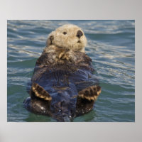 La loutre de mer joue sur les icebergs à Surprise 