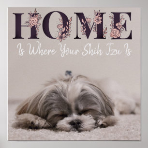Poster La maison est où est votre Shih Tzu