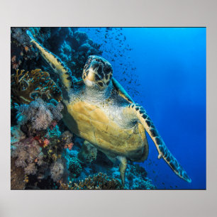 Poster La Mer Rouge verte de la tortue de mer