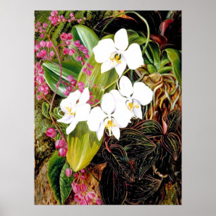 Poster La Moth Orchid malaisienne et un grimpeur américai