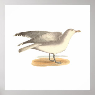 Poster La Mouette d'hiver (Larus argentatus)