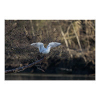 la mouette (seagull)