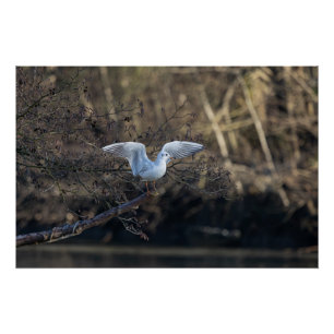 Poster la mouette (seagull)