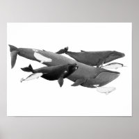 La Nage Des Baleines Illustration Art Whale