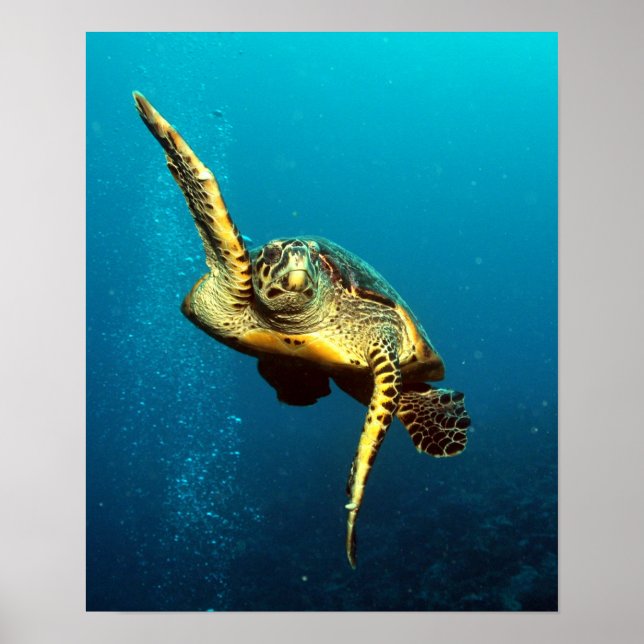 Poster La nage sous-marine des tortues de mer (Devant)