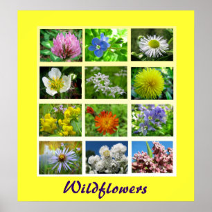 Poster La nature florale fleur sauvage