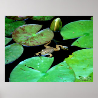 Poster La Nature Parmi Les Lys