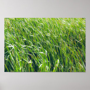 Poster La nature sauvage de l'herbe verte