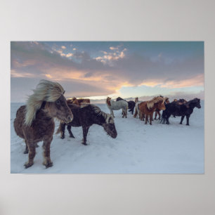 Poster La neige des chevaux d'Islande